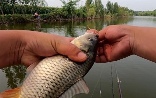 台钓鲤鱼用什么味型的饵料,可以选择甜味、薯香味、腥味的饵料