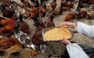 喂鸡用生米还是熟米饭,生米和熟米饭均可饲喂