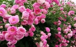 无刺蔷薇是什么品种，是新开发出来的一个蔷薇品种