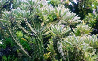 麒麟掌有毒吗，其汁液有毒