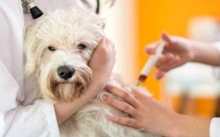 狗狗打疫苗前后的注意事项，接种前需确定一周内身体是健康状态