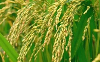 秋季作物怎么选种，选留穗大粒饱的单株、单穗做种