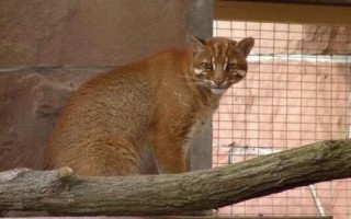 猫科动物有哪些种类,可分为猎豹亚科、豹亚科、猫亚科