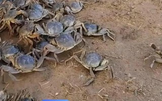 蟹塘放苗后水浑转塘的原因,可能塘口是新开的