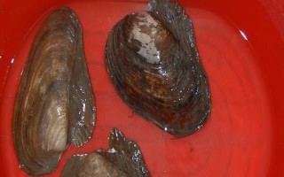 河蚌的呼吸器官是什么,其呼吸器官是鳃