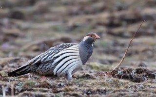 雪鸡简介，列入中国国家二级保护动物