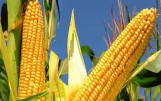 锦彩糯1号玉米品种简介,高抗瘤黑粉病