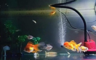 不同品种的金鱼可以混合养吗，需要根据金鱼的习性来混养