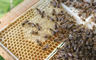 蜜蜂如何养殖，了解蜜蜂的生活习性是前提