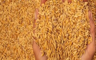 隆两优5438水稻品种简介，每亩有效穗数15.3万穗