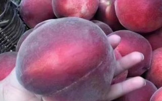 黑桃皇后为何如此受欢迎，口感好且营养价值高