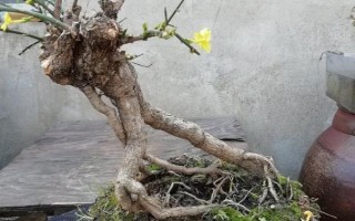 刚挖出来的迎春花如何移栽,剪除发黑枯萎的根须、蘸上生根粉再栽种