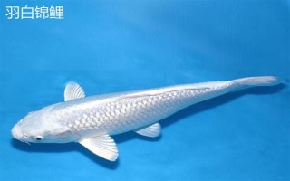 黑色锦鲤鱼的其它叫法，别称乌鲤是锦鲤中的原始品种