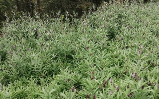 平贝母亩产多少斤,亩产量大约在2600-3400斤之间