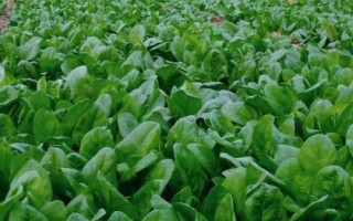哪些蔬菜在8月份种植,包括黄瓜、西葫芦、芥菜等品种