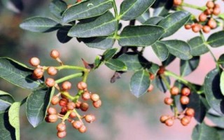 花椒如何去籽，可筛选也可用机器去籽