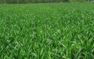 高原776小麦种子特点，注意防治病虫杂草