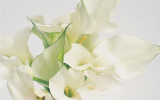 送马蹄莲花代表的意思，每种颜色都具有不同的意义