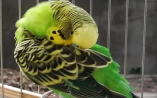 怎么养虎皮鹦鹉，冬天要做好御寒保暖