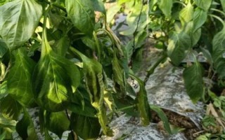 辣椒疫病怎么防治，首先将重病株拔除