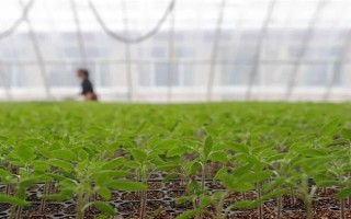 夏季蔬菜育苗要注意什么，及时分苗间苗可让秧苗更粗壮