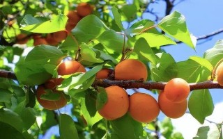 甘肃省秦安县的特产，秦安蜜桃的知名度最高