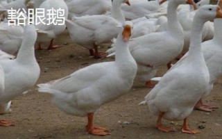 常见的蛋鹅品种，特征都不同