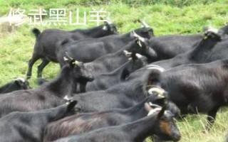 河南省修武县的特产,海蟾宫松花蛋是传统特产