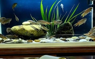 斗鱼烧尾的原因，可能是水质太差或细菌感染所致