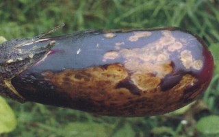 茄子有哪些病虫害，常见的有褐纹病、疫病、炭疽病等