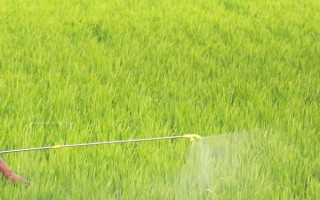 元素抗拮的原理，补充的养分造成化学反应导致无法吸收