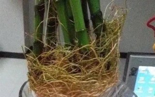 盆栽富贵竹有哪些注意事项，冬季要减少或停止浇水