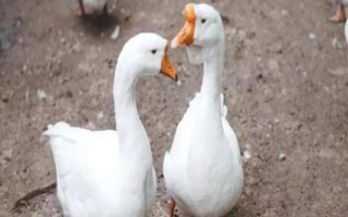 一年四季都下蛋的鹅品种,四季鹅一年四季都能产蛋