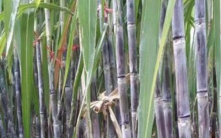 黑皮甘蔗简介，因茎杆皮呈黑色而得名