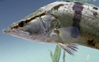 桂鱼吃什么食物，主要以动物性食物为主