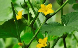 黄瓜有哪些品种，常见的有刺黄瓜、地黄瓜、白玉黄瓜等