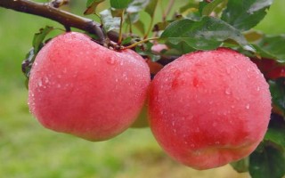 适合秋冬吃的水果有哪些，有苹果、释迦果、冬枣等