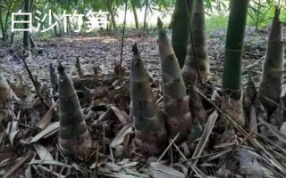 广东省阳春市的特产,马水桔在国内外享有盛名
