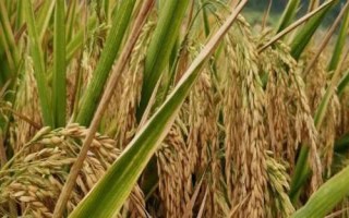 思源A水稻品种的特性，两期父本相隔5天播种