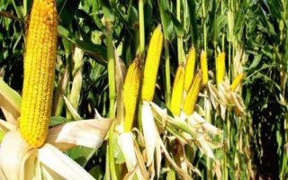 双富717玉米种子特点,在适应区4月30日左右播种