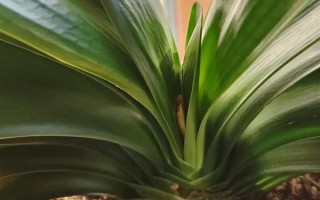 如何判断君子兰是否缺肥，缺磷时会出现花色暗淡、开花不良等情况