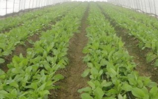 定植莴笋后如何管理，膨大期应适当喷施矮壮素