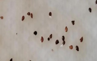 草莓种子如何种植，开花与浆果生长初期要分别灌水1次