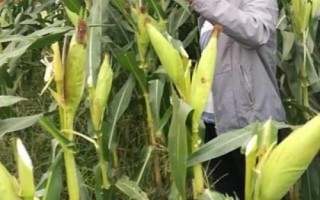 田润189玉米品种的特性，生育期春季平均110天