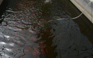 水泥池养鱼要放泥土吗，添加泥土可避免鱼儿擦伤