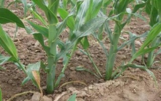 延科12号玉米种简介,适宜播种期4月中下旬