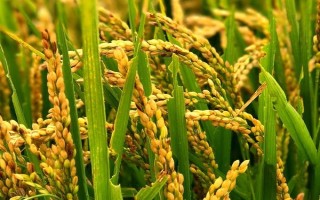东粳67水稻种子特点,生育期136天