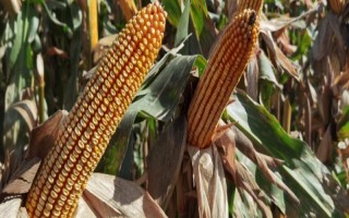 KD5112玉米种子简介