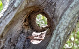 无患子树如何种植，在春季进行栽种为佳