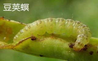 有哪些常见害虫,包括棉铃虫、豆荚螟、蛴螬等种类